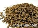 caraway oil