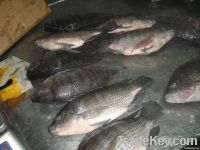 Frozen IQF tilapia