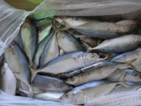 Frozen W/R Indian Mackerel