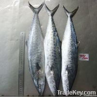 Spanish Mackerel Fish