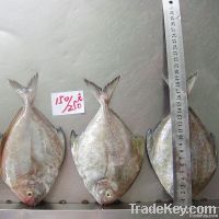 Pomfret Fish (IQF-Whole Round Black )