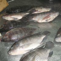 Tilapia Fish (Frozen W/R)