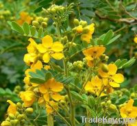 senna leaves