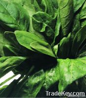 IQF SPINACH