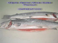 Atlantic Salmon