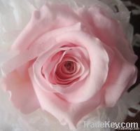 Wholesale High Quality Preserved Rose