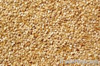 Hulled Sesame Seeds