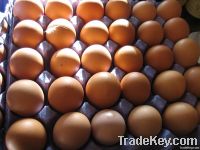 Fresh Chicken Table Eggs