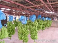 FRESH GREEN CAVENDISH BANANA