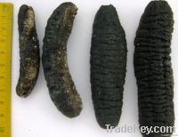 dried sea cucumber