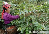 Export Robusta Coffee Beans | Robusta Coffee Bean Importer | Robusta Coffee Beans Buyer | Buy Robusta Coffee Beans | Robusta Coffee Bean Wholesaler | Robusta Coffee Bean Manufacturer | Best Robusta Coffee Bean Exporter | Low Price Robusta Coffee Beans | B