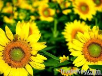 sunflower oil