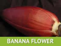 Banana Flower