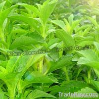 High Quality Stevia Leaf Extract Steviol Glycosides