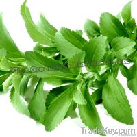 Natural Healthy Supplement Stevia Sweetener