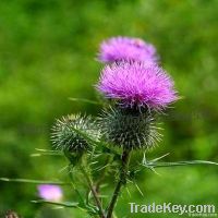 Pharmaceutical Grade Milk Thistle Extract Silymarin