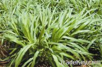 Hybrid Pennisetum Grass seed