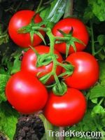 lycopene