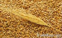 Wheat | Wheat exporter | Wheat distributor | Wheat wholesaler | Wheat supplier | Wheat importer |  Wheat |Wheat for sale | long grain Wheat exporter | buy Wheat online | Wheat for sale |  Wheat exporter | Wheat wholesaler | long grain Wheat buyer |  Wheat