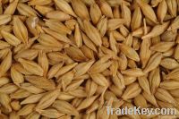 Grains barley