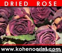 Dried Rose