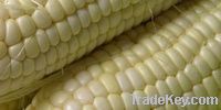 Maize | Maize Exporter | Corn Grain Seller | Maize Buyer | Bulk Maize Grain Importer | Corn bean Buyer | Corn bean Wholesaler | Corn Grain Manufacturer | Best Quality Corn Grain | Cheap Maize Supplier | Low Price Corn | Yellow Corn | White Cron | Baby Mai