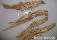 Ginseng