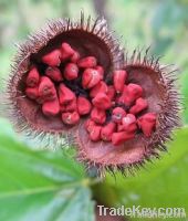 Annatto seeds