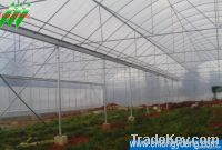 Multi-span greenhouse