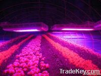 led grow light