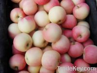 Fresh Gala Apples