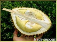 Fresh Durian