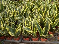 Sansevieria trifasciata