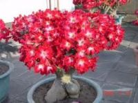 Adenium obesum