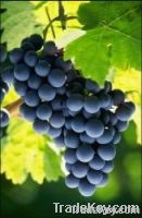 Fresh Fruit - grape(campbell early, Kyoho)