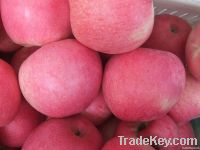 fresh red qinguan apple