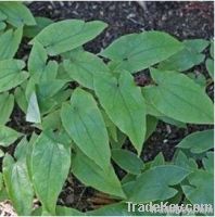 Epimedium Sagittatum Plant Extract