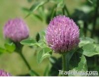 Red Clover Plant Extract