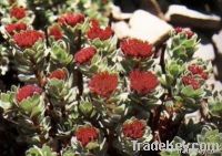 Rhodiola Rosea Extract