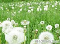 Dandelion Plant Extract