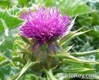 Milk Thistle Plant Extract