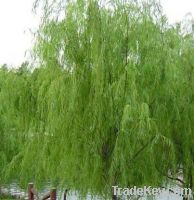 White Willow Bark Plant Extract