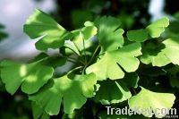 Ginkgo Biloba Leaf Plant Extract