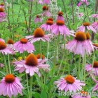 Echinacea Purpure Extract