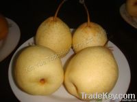 2011 chinese fresh ya pear in season