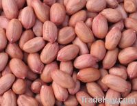 red skin peanut kernel