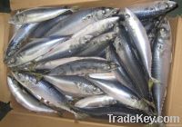 WR pacific mackerel 100-200G