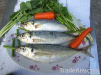 Frozen horse mackerel