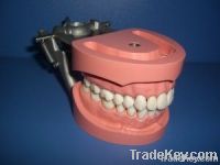Articulated Dentoform Hard Gingiva Model/Patient