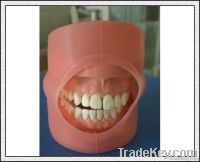 Oral Cavity Cover Model/Patient Education